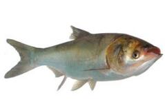 鳙魚(yú)