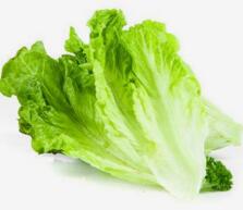 生菜