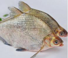 武昌魚(yú)