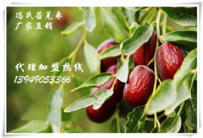 TǼҗȫļM