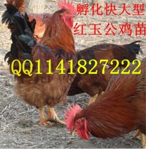 tur tuDƬ tuƷN
