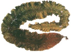 ȡsws