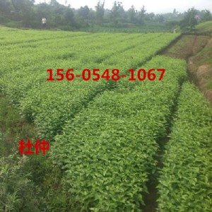 (yng)3ֶكr(ji)45֡6ֶ٘(sh)