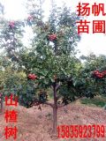 (yng)5ɽ高8ɽ高䣬10-15ɽ高
