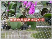 紲W紲WƬ\紲W紲\WS(D)