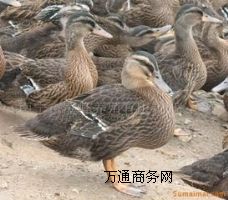 ҰB(yng)ֳҰחll(f)