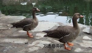 B(yng)ֳ(chng)ѩחlԼw