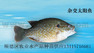 s̫~߅̫~硢̫~