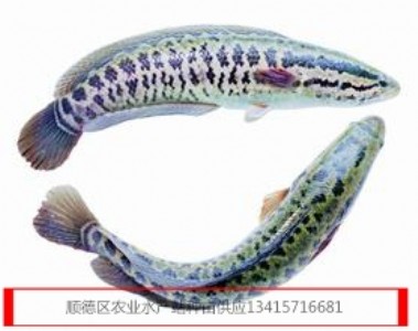 ~~磬~~~