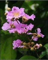 Sҹޱȡ