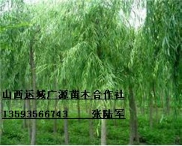 78ִzĺ