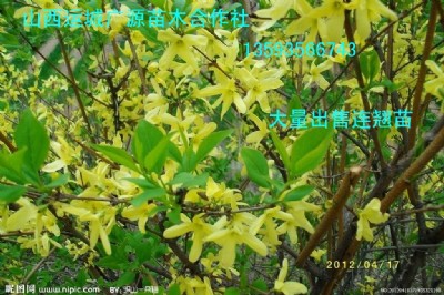 BNˎBN