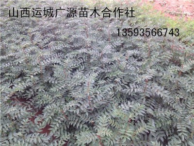 硢1
