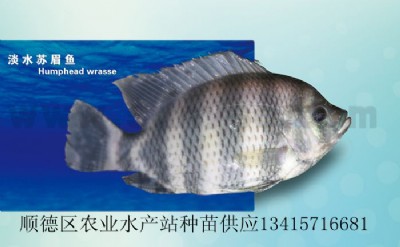 ˮKü~Kü
