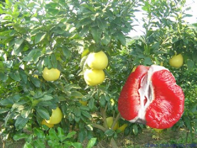 ļtrļtc