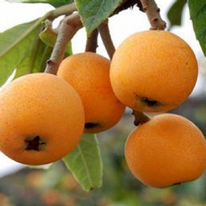 ُ(gu)޽