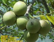 ޼޽Ӻۣ ޼޽Ӻa(chn)޼޽Ӻ繩