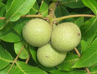 a(chn)繩(yng)