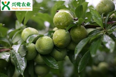 綨ֲr(sh)ںͷ