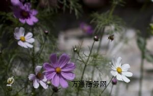 Hζ΢z턩 Hζ Hζ턩