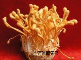 (yng)(yu)|(zh)x(chng)x(chng)a(chn)S(chng)x(chng)؃r(ji)