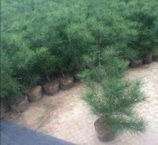 北京白皮松1-4米白皮松北京通州白皮松價(jià)格