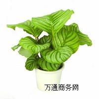 hֲ[,hֲ[(zhun)