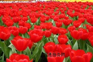 (yng)orõ廨r죬O(sh)S޹
