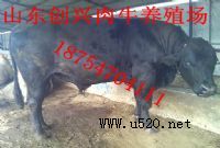 ٽţكr(FţB(yng)ֳ)ţB(yng)ֳO(sh),B(yng)ţ