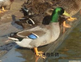L(zhng)ҰB(yng)ֳ(chng)ҰwԼҰחll(f)