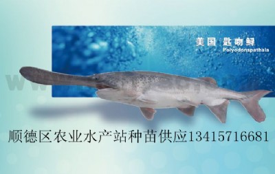 \~硢~