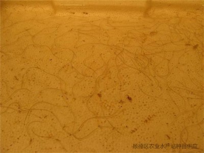 順德供應(yīng)日本鰻魚苗