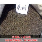 (yng)쳿Nl(f)վ(yng)(yu)|(zh)(sh)N(D)