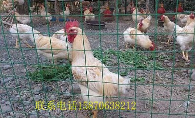 B(yng)ֳFzoھW(wng) |l(xing)hFzW(wng)W(wng)