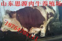 ţكr(ji),|ţЈ(chng),B(yng)ţ(D)