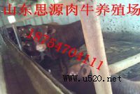 B(yng)ţ(rn),B(yng)ţɱ,B(yng)ţ(chng)O(sh)(ɫţB(yng)ֳ(chng)}(D)