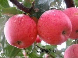 OSҬF(xin)؛