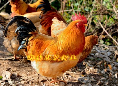 (yu)|(zh)Sul(f)|Sur(ji)
