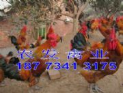 _ur(ji)