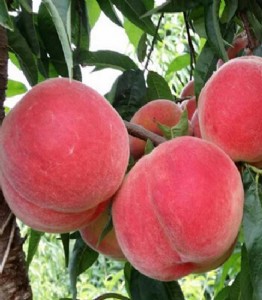 VԪҘc(din)VԪҘr(ji)VԪҘNֲg(sh)