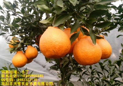 ɶҊ(jin)ɶҊ(jin)r(ji)ɶҊ(jin)l(f)